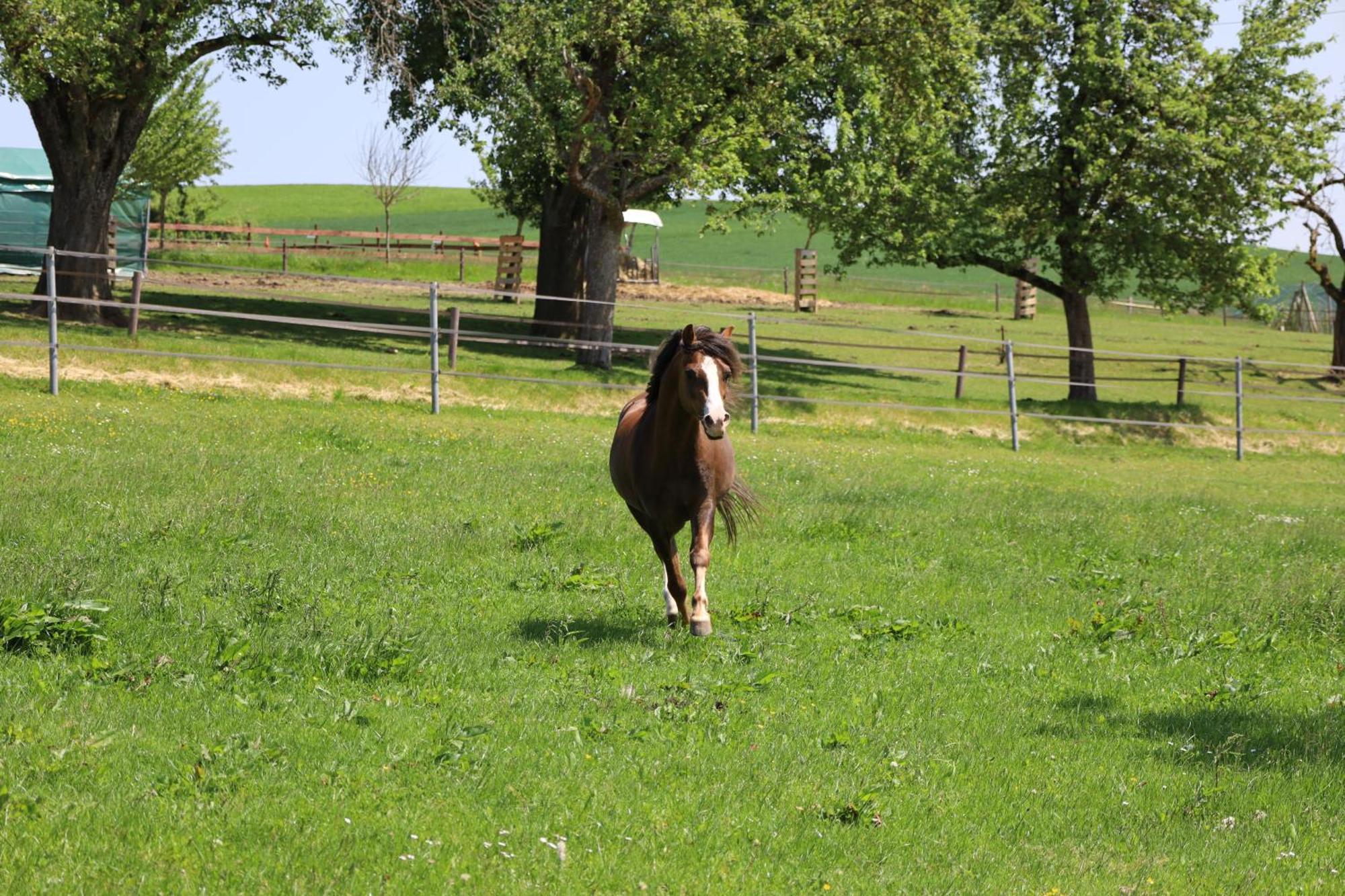 Ferienwohnung Hippenhof Hohenfels  Buitenkant foto